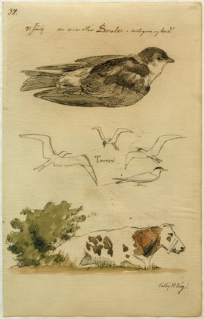 J. Th. Lundbye, zwaluw, sterns, liggende koe door Johan Thomas Lundbye